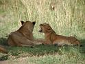 Please stop yelling in my ear